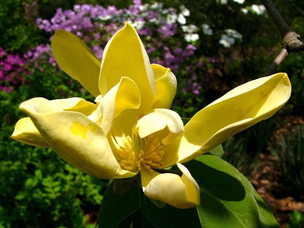Magnolia amarilla :: Imágenes y fotos
